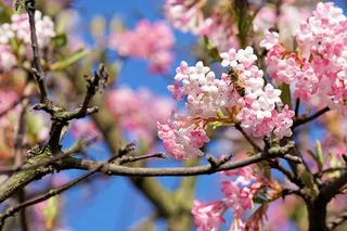 选择性聚焦摄影粉色花朵蜜蜂昆虫树木春天