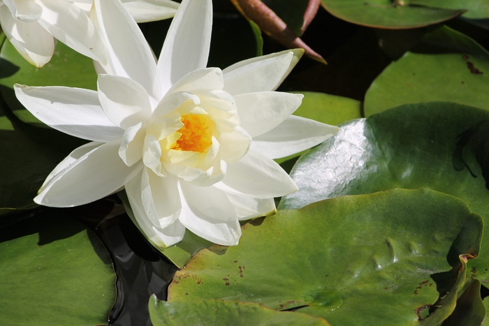 水礼来、花、水、池塘、植物、白色、东方、户外