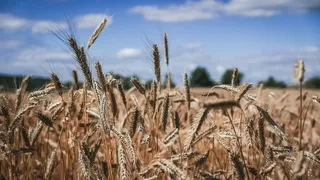 田野，自然，小麦，户外，户外，乡村，乡村，乡村