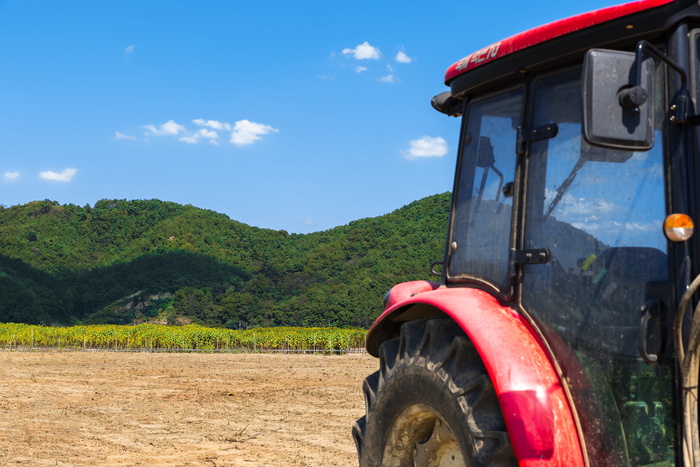 韩国, 金浦, SF, 向日葵, 节日, 种植园, 驱动器, 步行