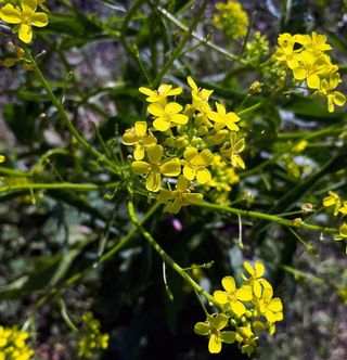 黄色花，冬水芹，植物，蜂蜜，花序，花，开花植物，黄色