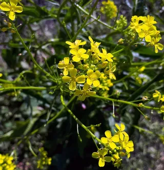 黄色花，冬水芹，植物，蜂蜜，花序，花，开花植物，黄色