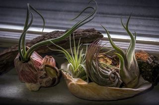 盆栽多汁植物