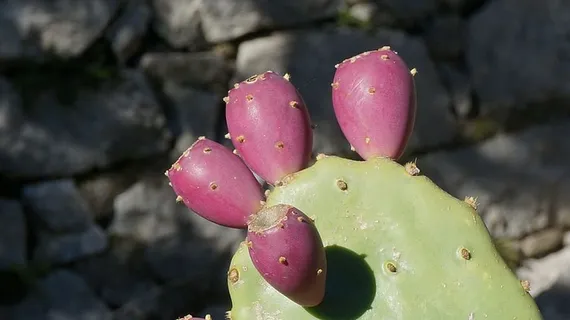 刺梨,植物,自然的,仙人掌,黑山,刺梨仙人掌,肉质植物,仙人掌 刺梨,植物,自然的,仙人掌,黑山,刺梨仙人掌,肉质植物,仙人掌