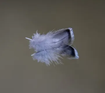 羽毛,鹦鹉,鸟,羽毛,蓝色,摄影棚拍摄,脆弱,脆弱 羽毛,鹦鹉,鸟,羽毛,蓝色,摄影棚拍摄,脆弱,脆弱