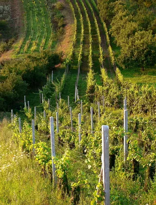 捷克语，摩拉维亚，绿色，乡村，葡萄酒园，绿色，乡村，葡萄酒，树