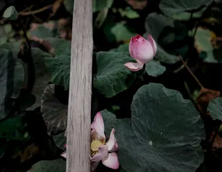 植物、花、叶、植物、木材、花、开花植物、大自然之美