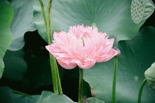 莲花，植物，水，百合，花，开花植物，脆弱性，新鲜度