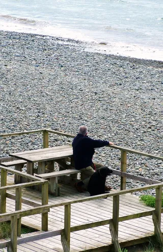 人，狗，宠物，人，动物，快乐，雄性，成年