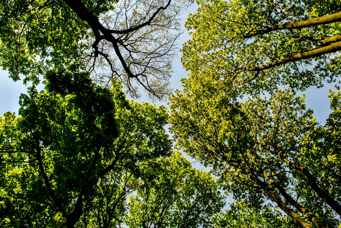 视图, 树, 森林, 天空, 森林, 从底部, 性质, 科