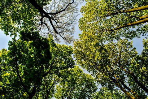 视图, 树, 森林, 天空, 森林, 从底部, 性质, 科 视图, 树, 森林, 天空, 森林, 从底部, 性质, 科