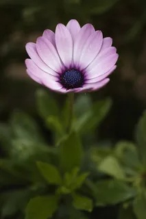 花，自然，春天，春天的花，花，宏观，花园，宏观奇切瓦