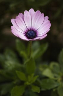 花,自然,春天,春天的花,花,宏观,花园,宏观奇切瓦 花,自然,春天,春天的花,花,宏观,花园,宏观奇切瓦