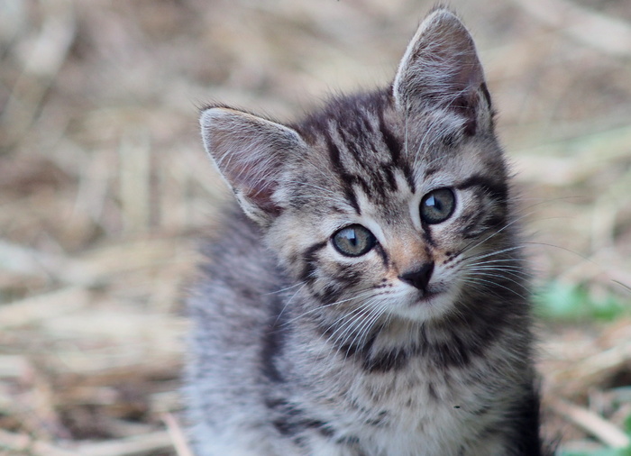 棕色斑猫，猫，山猫，小猫，小猫，家猫，动物，金眼睛