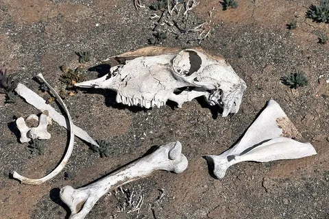 骨头,漂白,白色,死亡,干旱,沙漠,骨头,动物头骨 骨头,漂白,白色,死亡,干旱,沙漠,骨头,动物头骨