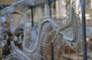 骷髅，白色，蛇，骷髅，骨头，特写，无人，聚焦前景