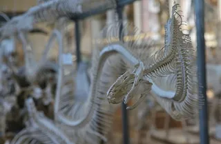 骷髅，白色，蛇，骷髅，骨头，特写，无人，聚焦前景