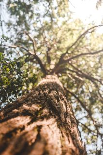 美国，约塞米蒂国家公园，树，干净，叶子，美丽，墙纸，高清墙纸