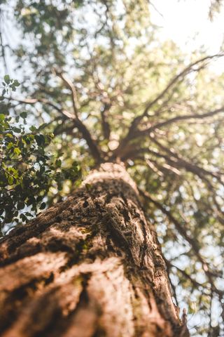 美国，约塞米蒂国家公园，树，干净，叶子，美丽，墙纸，高清墙纸