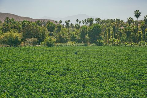 墨西哥,托多斯桑托斯,农场,热带,植物,树木,生长,绿色 墨西哥,托多斯桑托斯,农场,热带,植物,树木,生长,绿色
