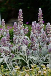 鼠尾草，草药，花园，烹饪草药，花园香料植物，草药，植物，厨房鼠尾草