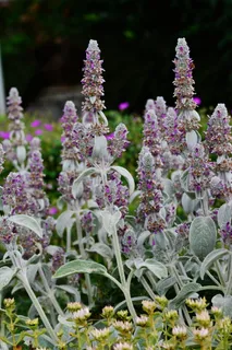鼠尾草,草药,花园,烹饪草药,花园香料植物,草药,植物,厨房鼠尾草 鼠尾草,草药,花园,烹饪草药,花园香料植物,草药,植物,厨房鼠尾草