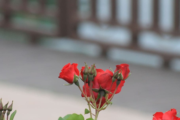 植物，花朵，红玫瑰，玫瑰图片，粉红玫瑰，开花植物，自然之美，新鲜