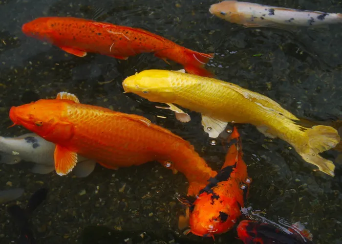 锦鲤鱼，水族鱼，彩鲤，锦鲤，鱼，养殖，红色，朱砂