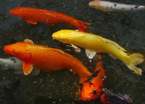 锦鲤鱼，水族鱼，彩鲤，锦鲤，鱼，养殖，红色，朱砂