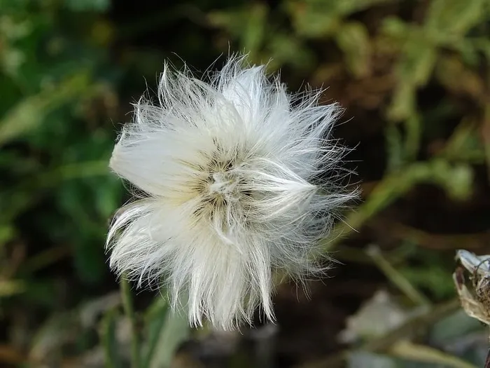 花，转瞬即逝，自然，植物，过渡，脆弱，脆弱，特写
