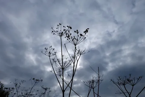 剪影照片,植物,白色,云,暴风雨的天空,秋天,干花,闪电云 剪影照片,植物,白色,云,暴风雨的天空,秋天,干花,闪电云