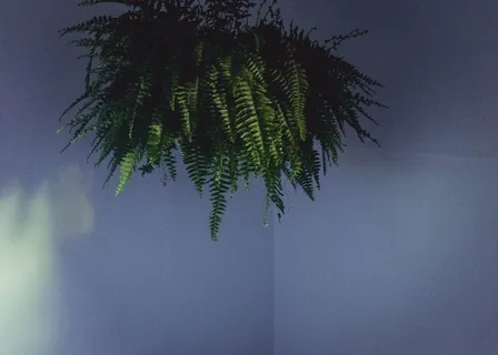 美国，大急流城，绿色，充满活力，房子，悬挂植物，室内，家