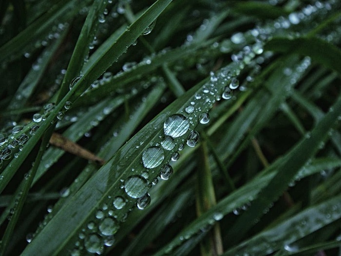 水滴、草、新鲜、绿色、潮湿、绿色、水、植物