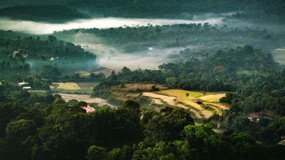 印度，科达古，梦幻，寒冷，宁静，森林，田野，旅游