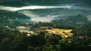 印度，科达古，梦幻，寒冷，宁静，森林，田野，旅游