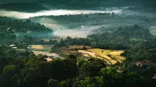 印度，科达古，梦幻，寒冷，宁静，森林，田野，旅游