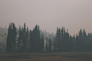 优良的树木景观，绿色，树木，覆盖，雪，晴朗，天空，森林