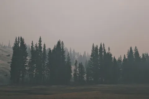 优良的树木景观,绿色,树木,覆盖,雪,晴朗,天空,森林 优良的树木景观,绿色,树木,覆盖,雪,晴朗,天空,森林