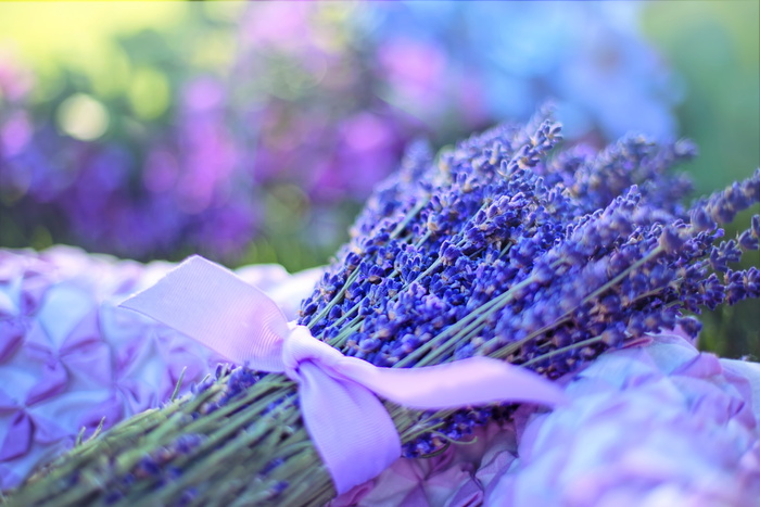 自然，花朵，花瓣，宏观，香气，芳香，开花，开花
