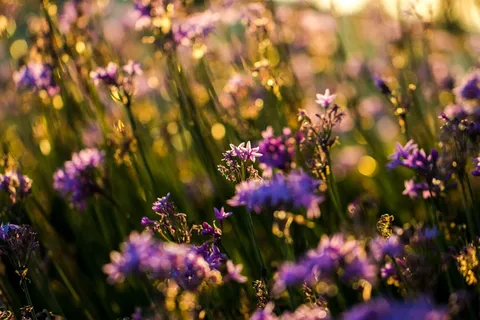 紫色花瓣花朵特写照片 紫色花瓣花朵特写照片