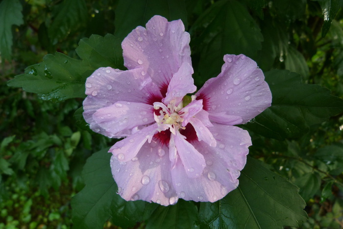 蜀葵、粉色、花朵、花园、自然、夏季、开花、开花