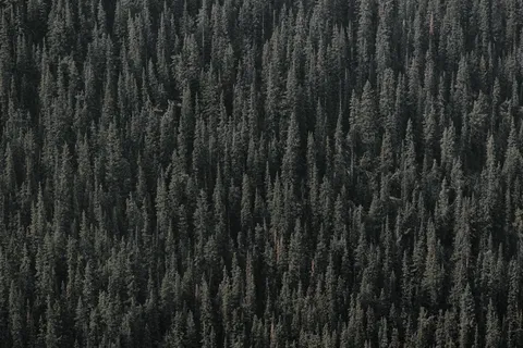 灰色草地，树木，绿色，木材，树线，福里斯特，森林，班夫