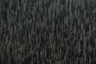 灰色草地，树木，绿色，木材，树线，福里斯特，森林，班夫