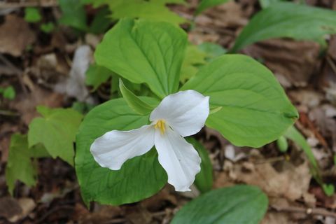 花，延龄草，省级，安大略省，自然之美，开花植物，花瓣，花