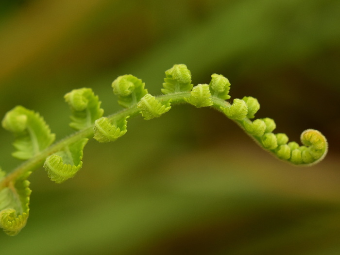 蕨类，蕨类，绿色，生长，自然，树叶，植物，叶子