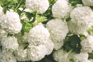 选择性，聚焦照片，白色，绣球花，微距，照片，花瓣，花