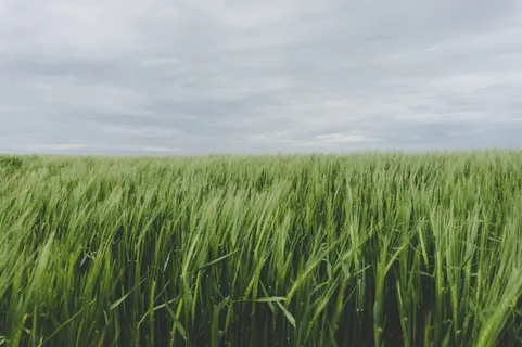 草地，草地，草地，草地，白天，草地，草地