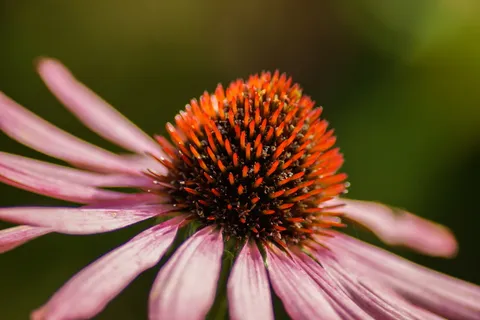 锥头花、花朵、粉色、花瓣、花朵、花朵、紫锥菊、紫锥菊 锥头花、花朵、粉色、花瓣、花朵、花朵、紫锥菊、紫锥菊