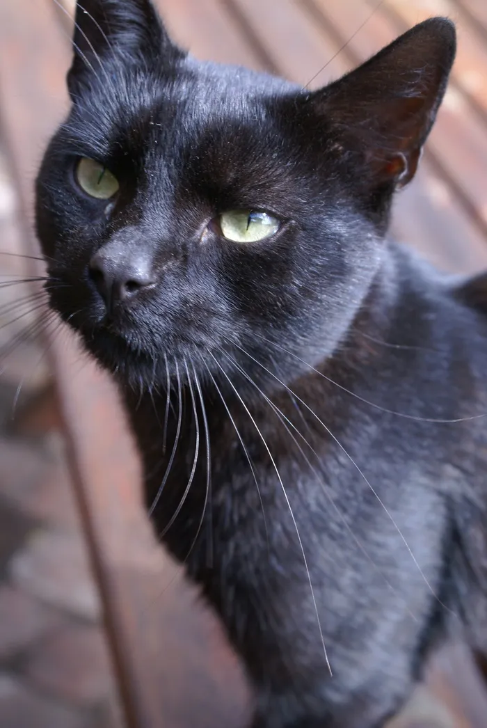 猫，动物，正常，动物，正常猫，小猫，家猫，宠物