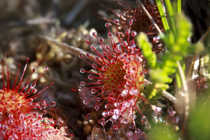 sundew、drosera intermedia、腺触手、红色、植物、食肉动物、飞沫、分泌物